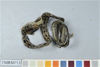 藏品(臺灣黑眉錦蛇)的圖片